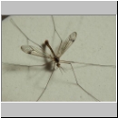 Pales analis - Schnake m01.jpg